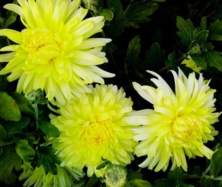 ). хризантемы москва. хризантема бриз. хризантемы москва. хризантема одноголовая момоко белая.