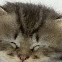 Котятки и собачки Котятки и собачки