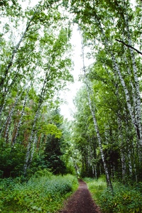 г б роща. г б роща. сквер березовая роща тюмень. площадка на березовой роще томск. березовая роща измайлово.