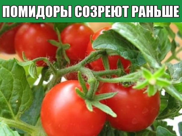 ПОМИДОРЫ СОЗРЕЮТ РАНЬШЕ Чтобы ускорить созревание томатов, нужно правильно формировать растения. При этом рекомендуется обязательно удалять пасынки, которые растут из почек, расположенных в