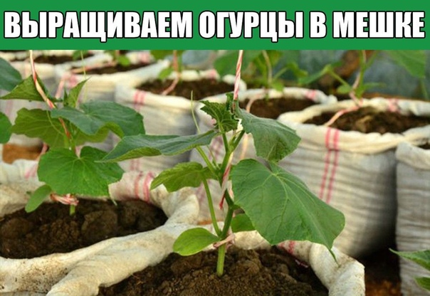 Выращиваем огурцы в мешке Чаще всего в интернете я наталкивалась на информацию и фотографии выращивания огурцов в мешке, где в него сажают всего один-два огурца сверху.Ни одной фотографии