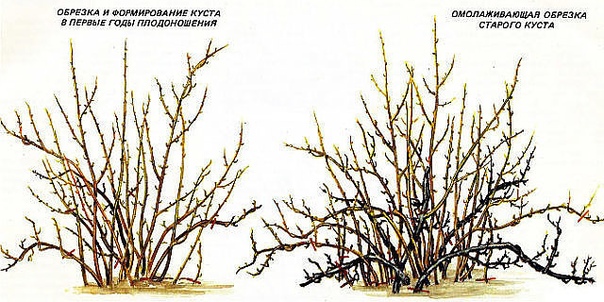 КАК ОБРЕЗАТЬ ЗАГУЩЕННЫЙ КРЫЖОВНИК Как обрезать загущенный крыжовник, к которому ни разу со дня посадки не подходили ни с секатором, ни с пилкой Для примера мы вам расскажем, как привести в