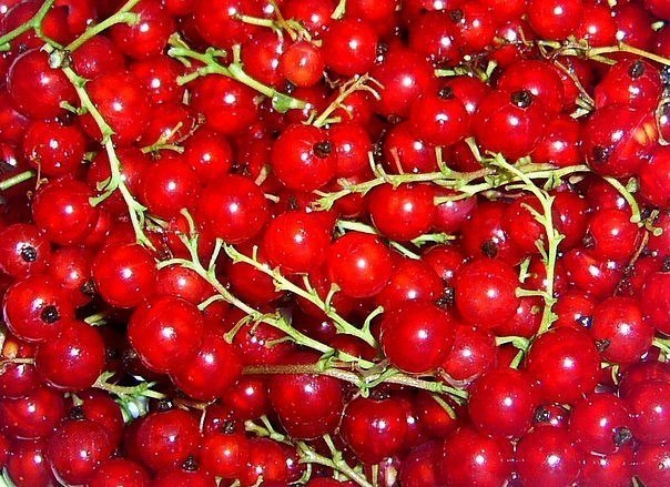 КРАСНАЯ СМОРОДИНА: СОВРЕМЕННЫЕ СОРТА! Уникальные декоративные, вкусовые и лечебные свойства мы склонны чаще искать в заморских ягодах и фруктах, чем в тех, которые знакомы нам с самого детства.
