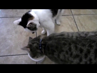 Очень жадный кот