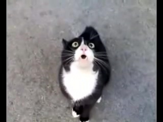 Очень болтливый кот