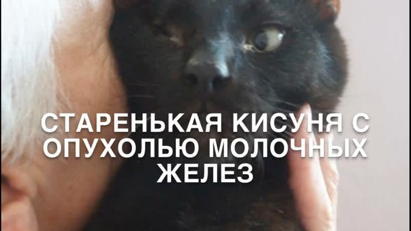 Приют Зинаиды Владимировны!