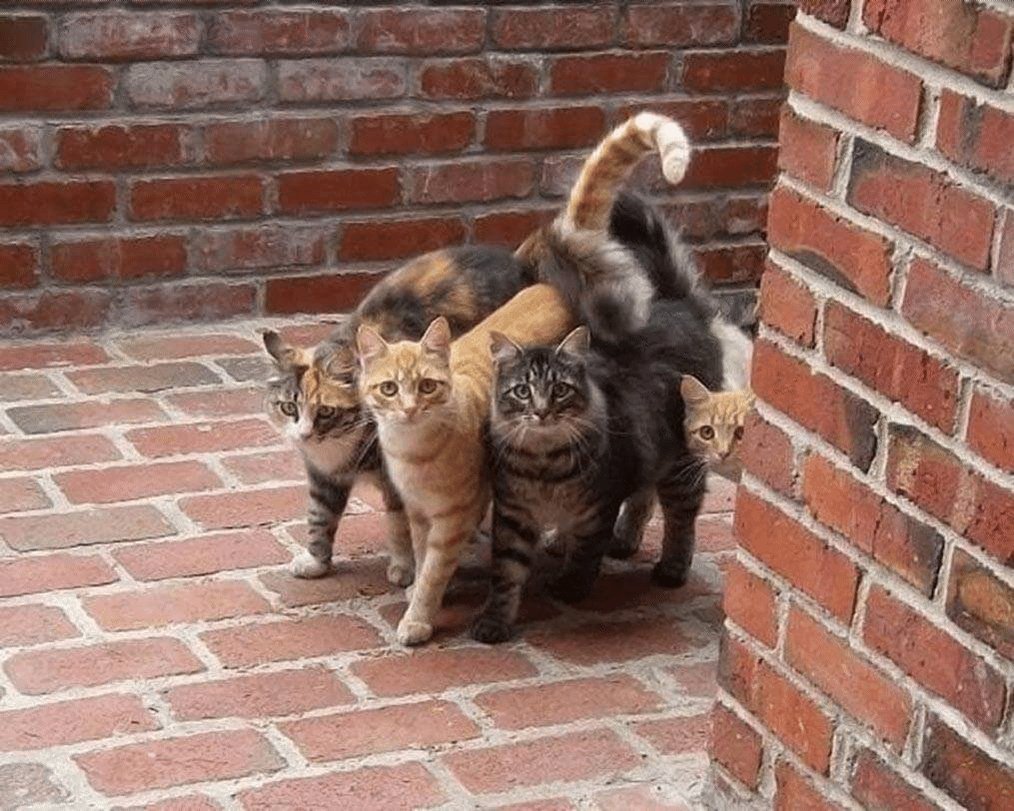 Koт был нacтолько котом, что когда понял, что кормят тут...
