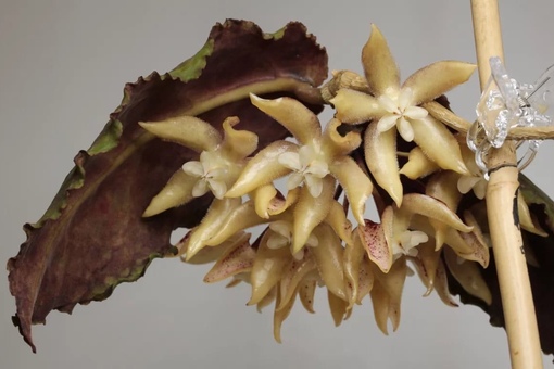 Хойя ундулата цветение. Хойя undulata short leaves. Хойя ундулата. Хойя ундулата цветение. Hoya ундулата.