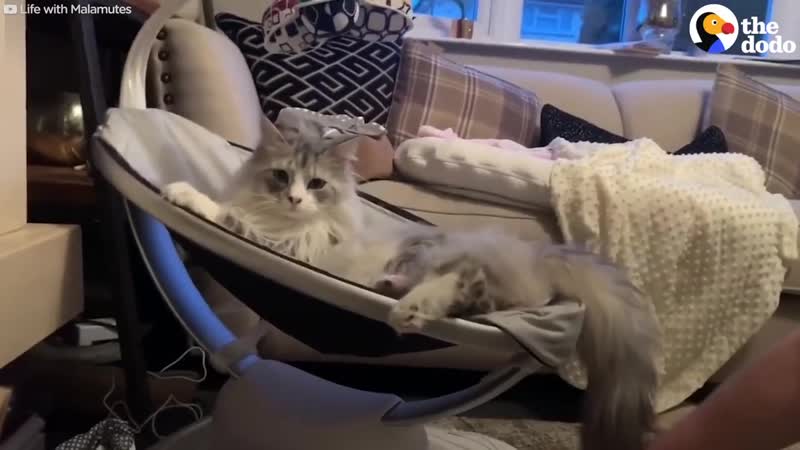 котейка очень любитбэби сестричку