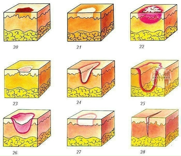 Первичные и вторичные кожные элементы: найдено 71 изображений